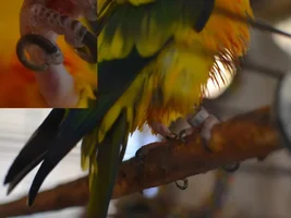 Should I be worried? My bird's nail is growing into a circle