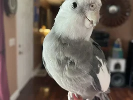 What is your parrot’s favorite color?