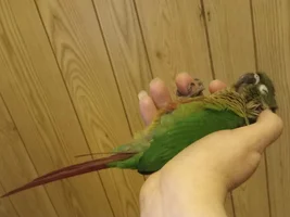 CONURE THREAD