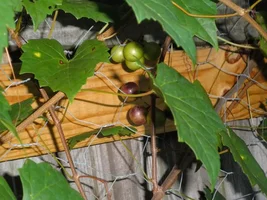 My grapes are starting to come in