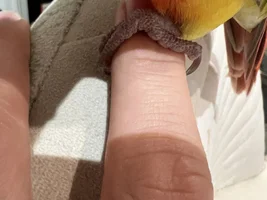Preening his feet