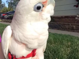 Jasper's first day in his aviator harness.