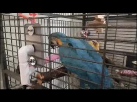 Snuggle up cage heater?