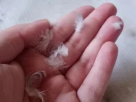 Preening Feathers?