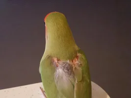 New to the forum - help with molting lovebird please!
