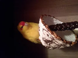 Is this kakariki male or female?