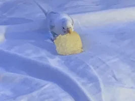 How My Bird Saved Me