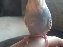 Lost Budgie in Lethbridge Alberta