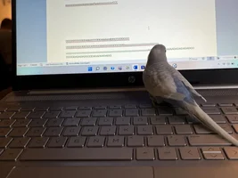I hired a new assistant today….