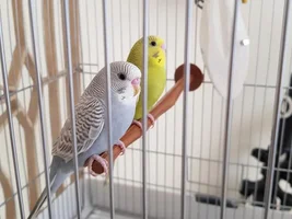 Gender of Budgies? (Shop sold me supposedly Male and Female)
