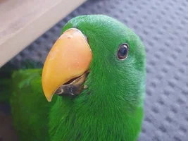 Black marks on eckie's beak
