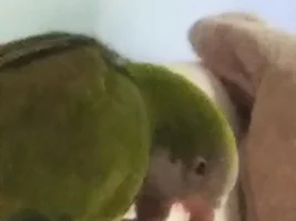Laura's Flock Thread