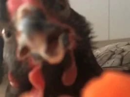 All my birds are dead… but one
