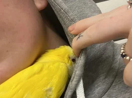 Tofu the Quaker parrot