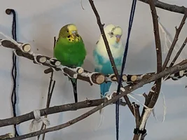 Feeding Advice for a ravenous Budgie.