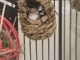 Anyone in colorado want some finches?