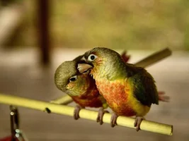 Birdie bread