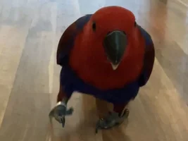 Let me turn your bird into a Poke'mon card!