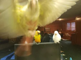 Bad Budgie disobeying and tossing pellets