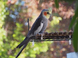 Hannah's little Parrots thread 🦜