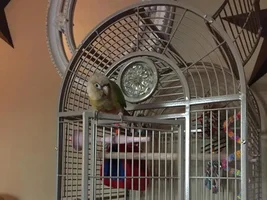 Finley The Nippy Conure