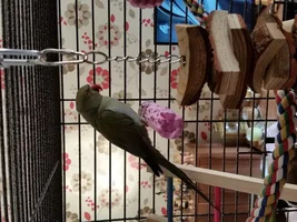 New member