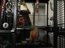 Cage size for green cheek?