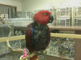 Thinking of buying a female