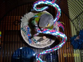 Ziggy my Crimson bellied conure playing