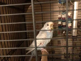 PLEASE HELP ME URGENT