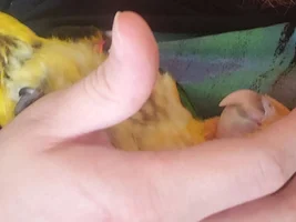 New baby caique