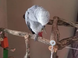 Pics of GreyCee