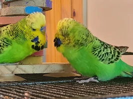 Sick budgie Mariah