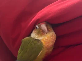 Im heartbroken, but I need advice on possibly rehoming.