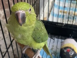 Indian ring neck or African ring neck?