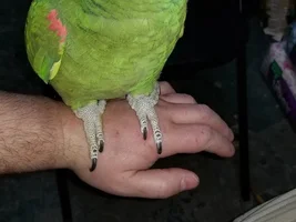 Learning about my amazon as he learns about me, chronicles of a fluffy Rio