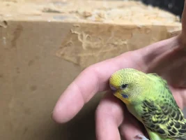 OK so attempt two. Not my attempt The budgies insist.