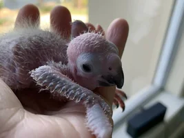 HELP- New baby, neglectful parents
