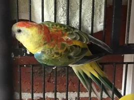 Sexing a Red Rump Parrot