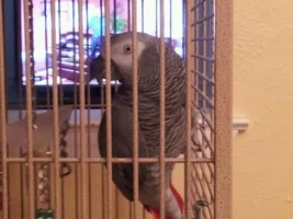 Meet Solomon