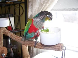 Ziggy my crimson bellied conure