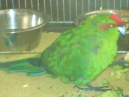 what is it