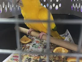 New Conure