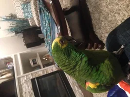 My flock has grown!