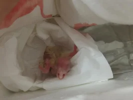 I have hatched four Nymphicus hollans and one Myiopsitta monachu. I want to ask where I can buy the eggs of African Grey Parrot.