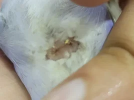 Swollen Vent/Cloaca