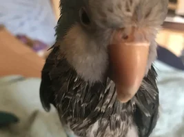 Wet birdies!