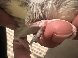 Toe changing colour