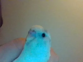 New Parakeet Owner