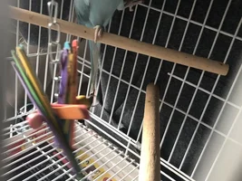 My new Fosters!